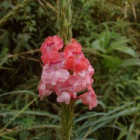 Stachytarpheta mutabilis (Jacq.) Vahl